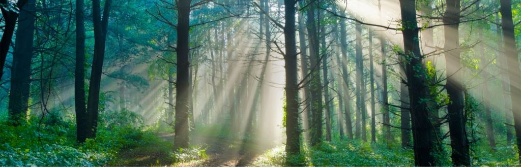 Odoo • Kuva ja teksti